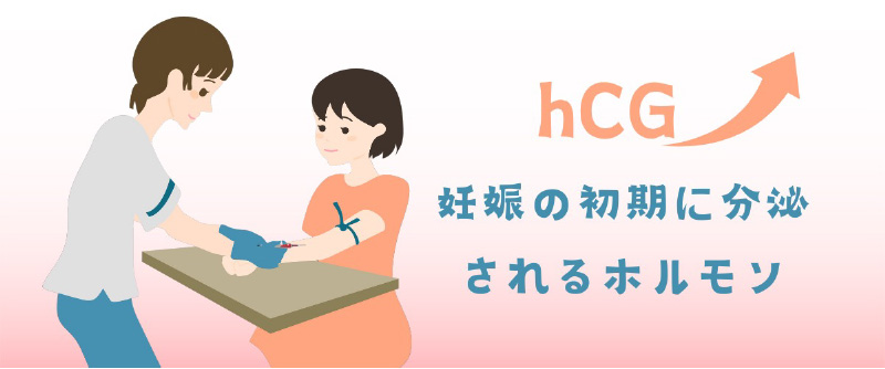 hCG（妊娠の初期に分泌されるホルモン）